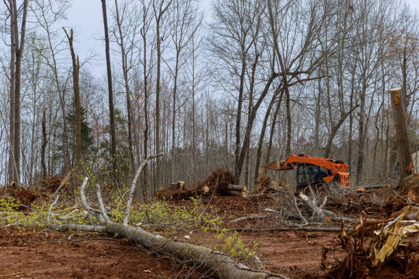 Best Commercial Tree Services  in Chinook, MT